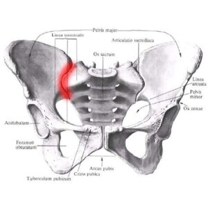 Anatomia stawu krzyżowo biodrowego