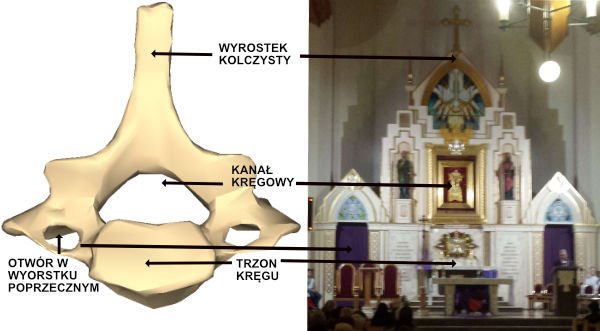 Budowa kręgosłupa – odcinek szyjny, kręgi szyjne