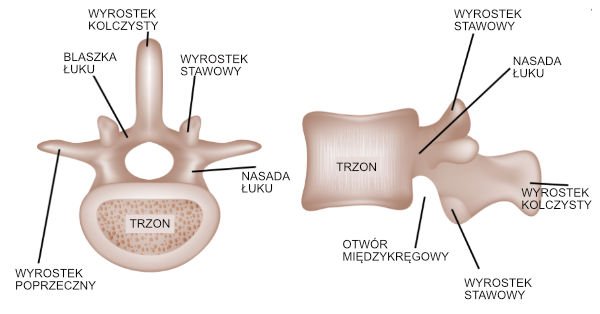 Budowa kręgosłupa – budowa kręgu lędźwiowego