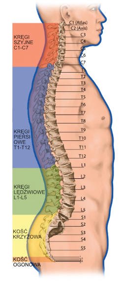 Budowa Kręgosłupa Odcinki Kręgosłupa I Kręgi Lekarz Od